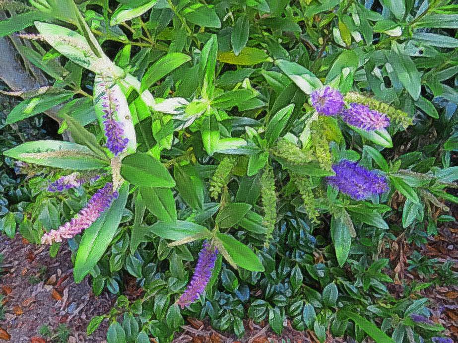 Ein Bild, das Pflanze, draußen, Blume, grün enthält.

Automatisch generierte Beschreibung