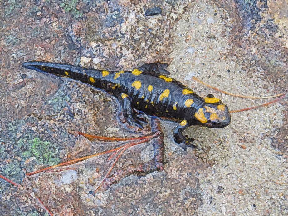Ein Bild, das Salamander, draußen enthält.

Automatisch generierte Beschreibung